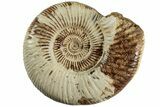 Jurassic Ammonite (Perisphinctes) - Madagascar #227480-1